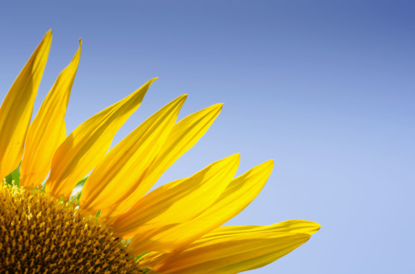 Close-up of sunflower against clear blue sky. Mendham, New Jersey, USA.