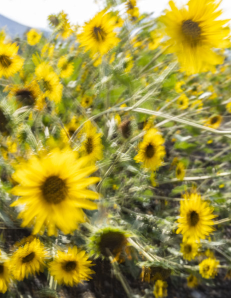 Close-up of sunflowers growing in field, motion blurred. Bellevue, Idaho, USA.