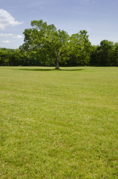 Oak Tree in green grassy field. Peapack, New Jersey, USA.