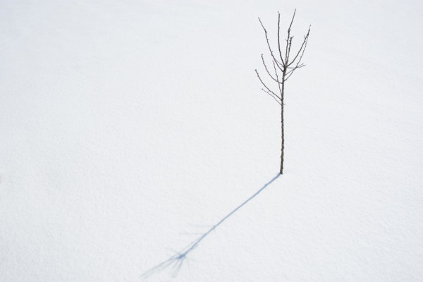 Crabapple tree sapling in winter. Nashville, Tennessee, USA.