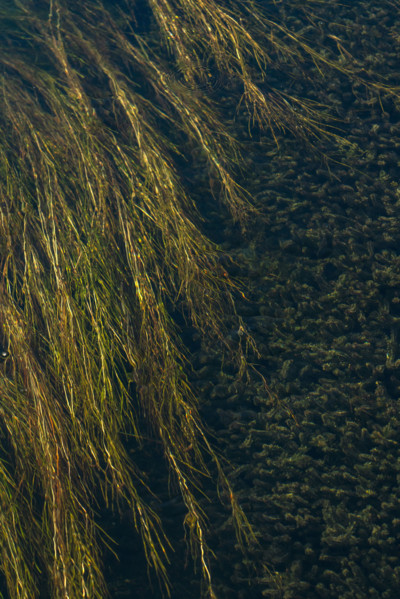 Water plants in Silver Creek. Bellevue, Idaho, USA.