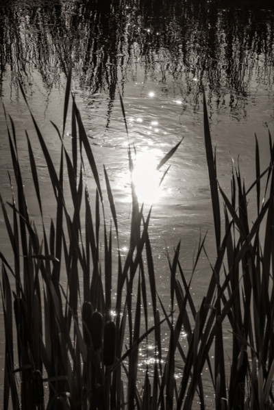 Cattails growing in marsh in Silver Creek Preserve, black and white. Bellevue, Idaho, USA.