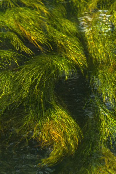 Water plants in Silver Creek. Bellevue, Idaho, USA.