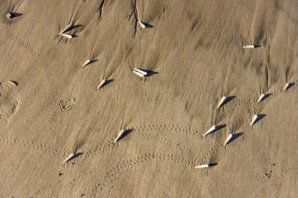 Overhead view of small sea shells on sand. , Guanacaste, Costa Rica.