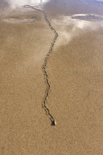 Overhead view of mollusk trail in wet sand. , Guanacaste, Costa Rica.