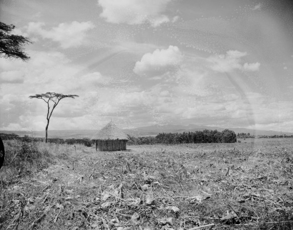 Countryside near Mount Elgon. A mud hut with a thatched roof stands alone in a stubbly field. In