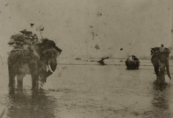 Hunting elephants wet their feet. Two hunting elephants, laden with blankets, cool their feet in a