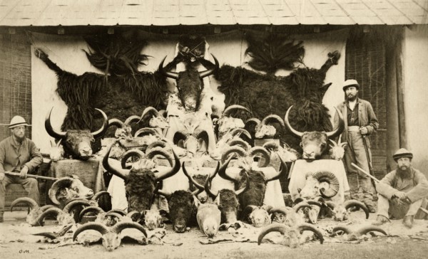 Tibetan trophies. Three officers from the 57th Regiment pose beside an orderly display of horned