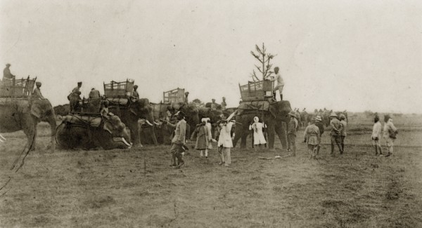 A parade of hunting elephants. A parade of domesticated elephants, fitted with howdahs, are