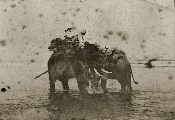 Hunting elephants wet their feet. Two hunting elephants loaded with blankets cool their feet in a