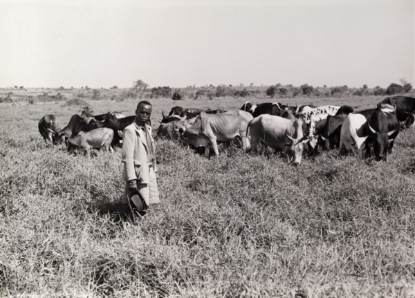 A herd of cattle on good grazing land. A farmer oversees a herd of undernourished cattle as they