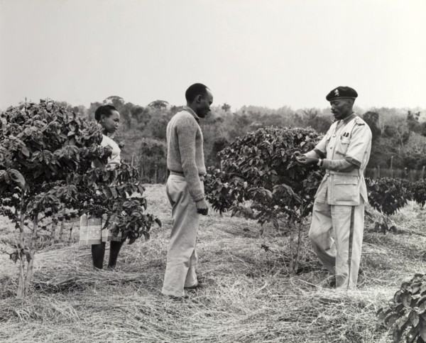 How to grow coffee trees. A uniformed agricultural inspector gives advice on the maintenance of