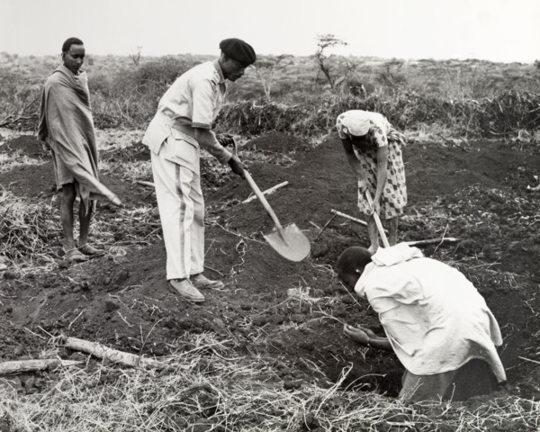 Digging a coffee shamba. A uniformed agricultural instructor, spade in hand, helps three African