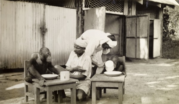 Feeding time. Two captive orangutans sit at miniature tables, waiting to be fed from beakers and