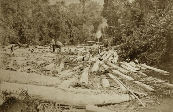 Teak logging with elephants. Elephants employed by the logging industry manoeuvre teak timbers in a