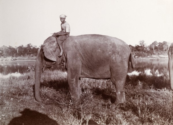 A Burmese mahout and his elephant. A Burmese mahout (elephant handlers) sits astride his elephant