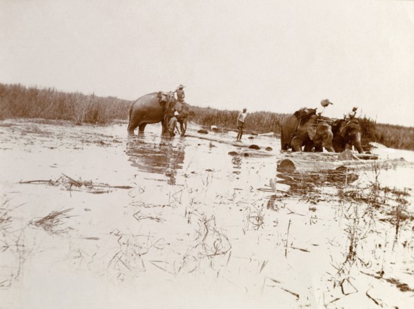 Elephant labour, Burma (Myanmar). Three elephants are put to work shifting logs on marshland,