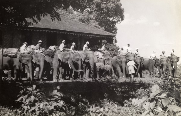 Elephants line up, Burma (Myanmar). Official publicity shot for the Burmese government. Mahouts