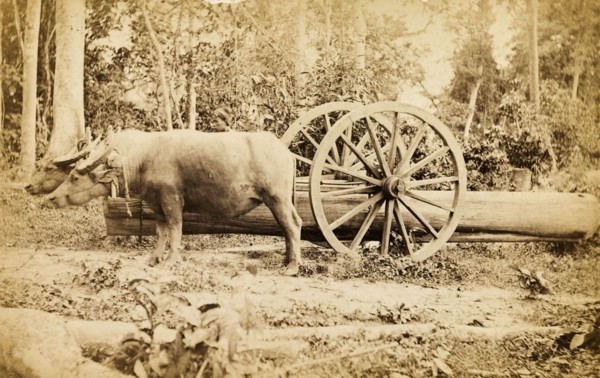 Cattle transporting timber, Burma. Two cattle are harnessed to a wheeled cart to pull timber