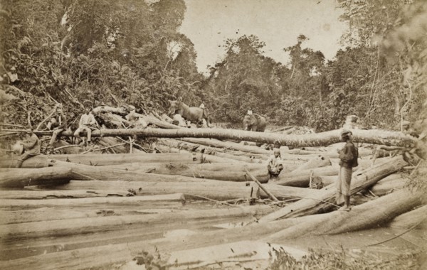 Tree felling in Burma (Myanmar). A forest clearing is littered with felled trees and teak logs.