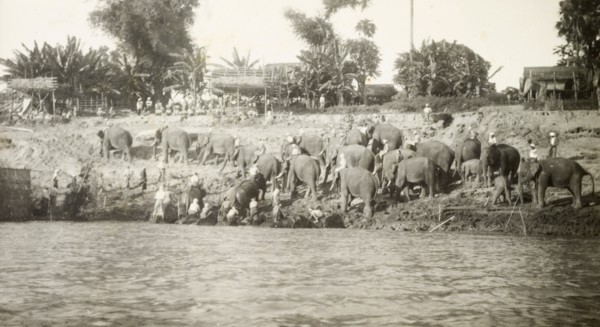 Elephants emerge from the water. A herd of elephants and their mahouts (elephant handlers) gather