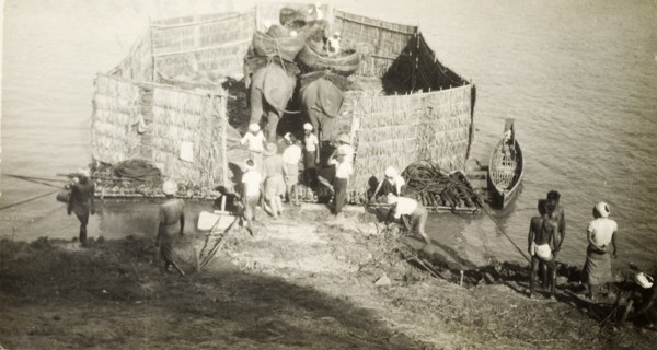 Transporting elephants across a river. Two elephants, used to manoeuvre timber in the teak forests