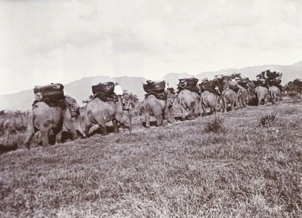 Elephants on parade. A procession of elephants, laden with large baskets, travel in single file up