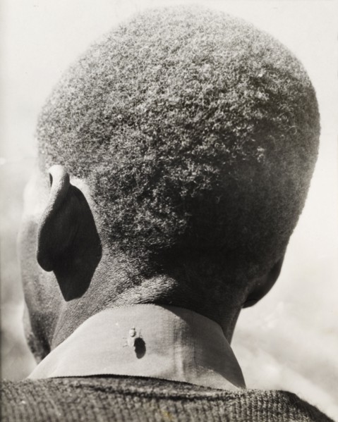Tsetse fly on the back of a man's collar. A large tsetse fly sits on the back of a man's collar.