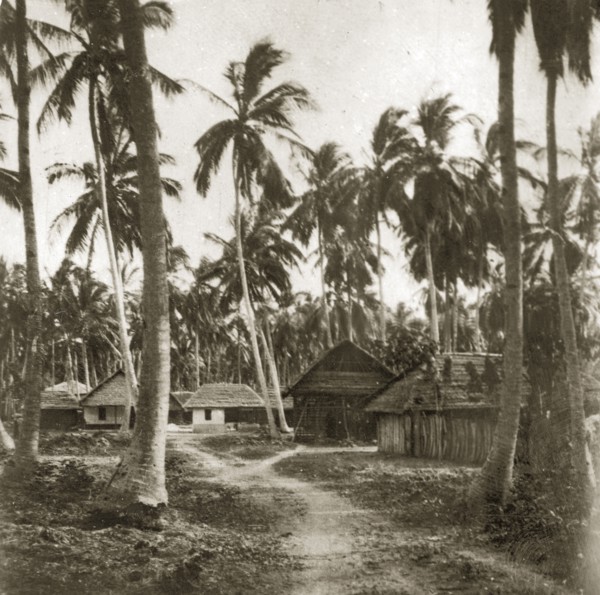 Zanzibar housing. A dirt track winding through tall coconut trees, leads up to a small village