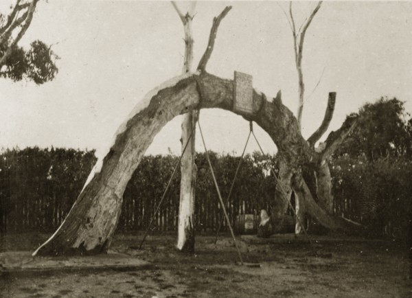 Commemorative gum tree. The large curved section of a gum tree is displayed in commemoration of the