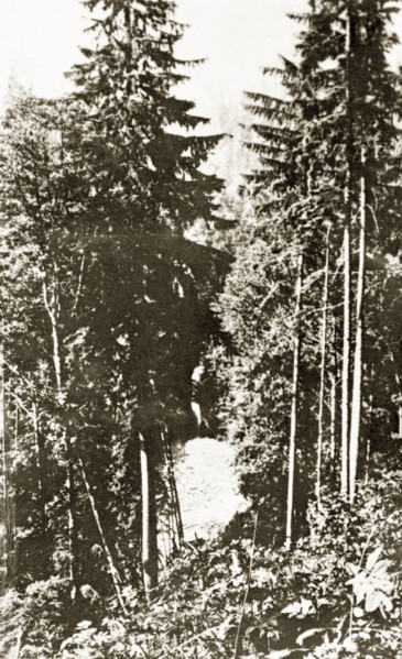 Capilano Canyon. Dense woodland in Capilano Canyon. Vancouver, Canada, 21 June-4 July 1924.