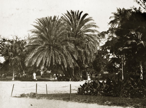 The garden square, Kingston. Exotic palm trees in the garden square. Kingston, Jamaica, 26-30 July