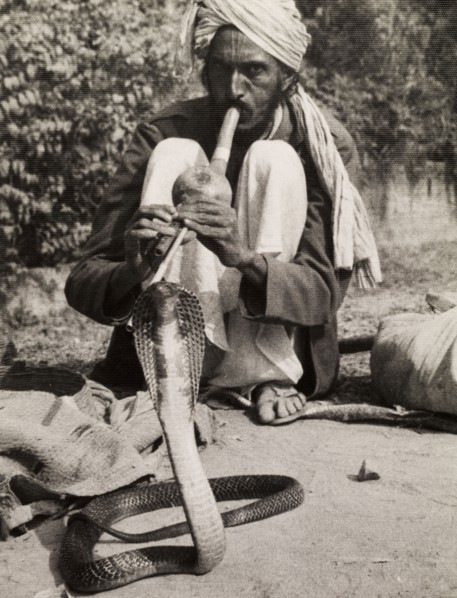 Charming a cobra. A turbaned snake charmer crouches low on the ground as he attempts to charm a