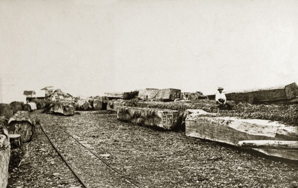 Mahogany wood. Large pieces of mahogany timber ready for use. Western Africa, circa 1920., Western