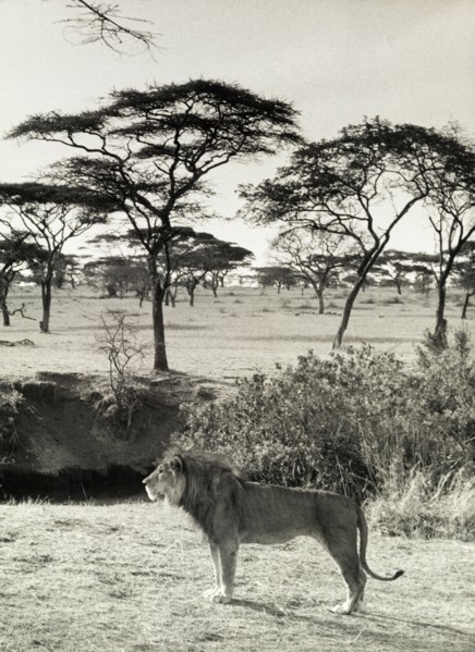 Savannah lion, Tanganyika. Official publicity shot for the Tanganyikan government. A male lion