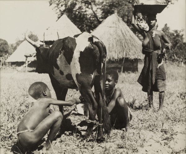 Tonga children milk a cow. Two semi-naked Tonga (Batonga) children milk a cow whose back legs are