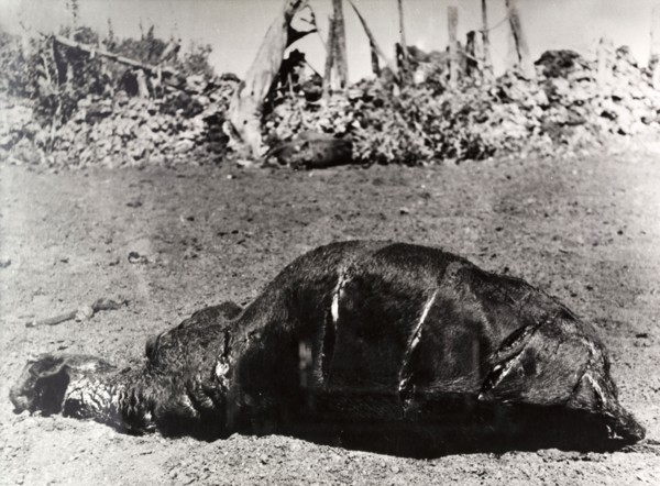 Carcass of a cow killed by Mau Mau fighters. The carcass of a cow killed on a European settler's