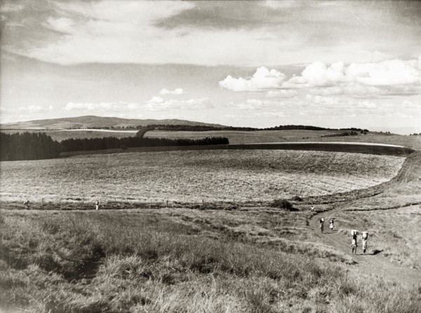 Cultivating pyrethrum in the Kenyan highlands. Agricultural workers walk to and fro on a track