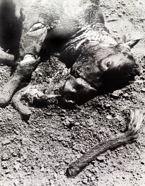 Head of a cow killed by Mau Mau fighters. Close-up of the slashed head and severed tail of a cow