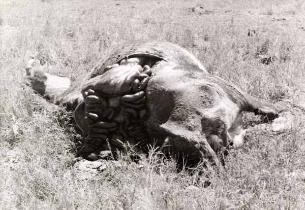 Carcass of a cow killed by Mau Mau fighters. The carcass of a disembowelled cow, slashed to death