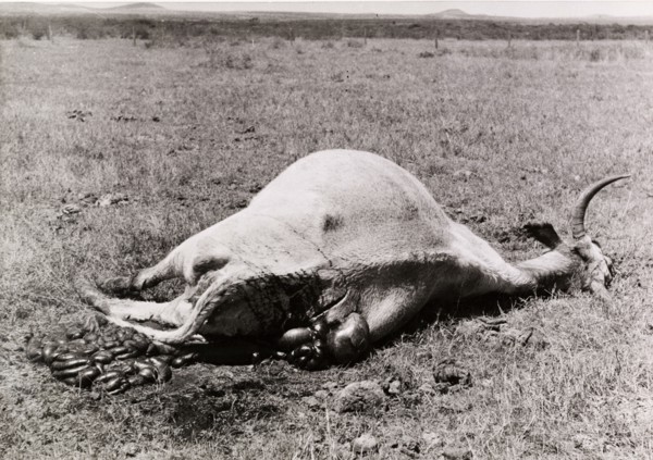 Carcass of a cow killed by Mau Mau fighters. The carcass of a disembowelled cow, victim of a Mau