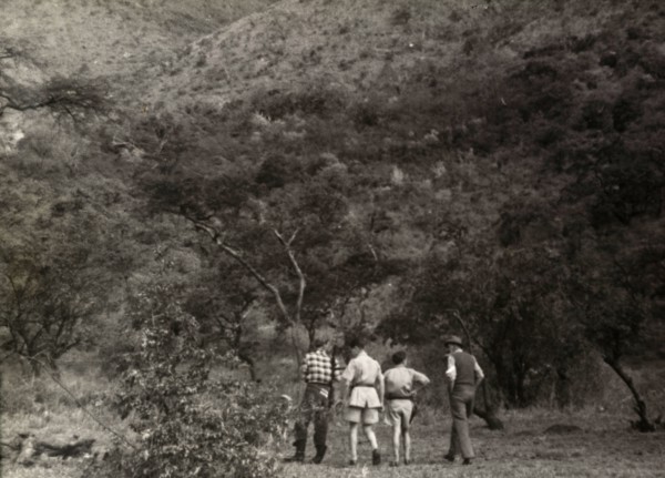 European farmers search for Mau Mau. Four European farmers set off into thick bush, armed with