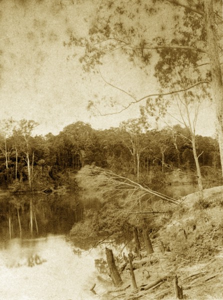 Tree damage on the Brisbane river. Damaged trees and tree stumps on the banks of the Brisbane river