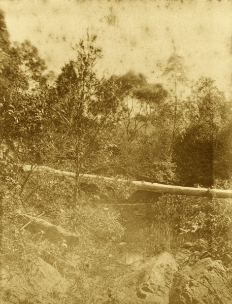 Gold creek, Australia. A fallen tree trunk forms a natural bridge over the river in the outback at