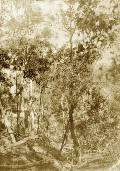 Forest terrain at Kenmore. Dense forest terrain littered with fallen trees. A later manuscript