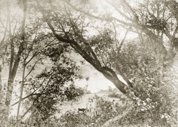 View through trees of the Brisbane river. View from the outback of the Brisbane river, obscured by
