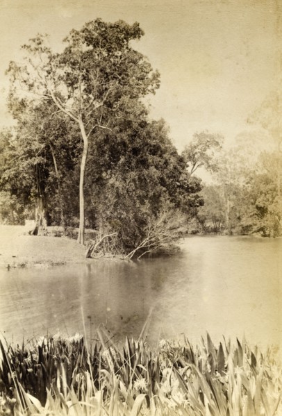 Irises on a bend in the river. A bed of irises fringe the banks at a bend in the river. Queensland,