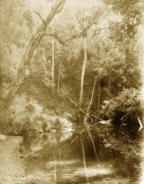 Still waters at Moggill creek. The mirror-like surface of the water at Moggill creek reflects trees