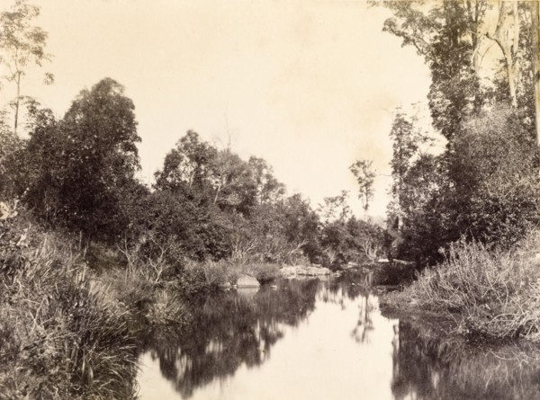 Still waters at Gold creek. The mirror-like surface of the water at Gold creek reflects trees and