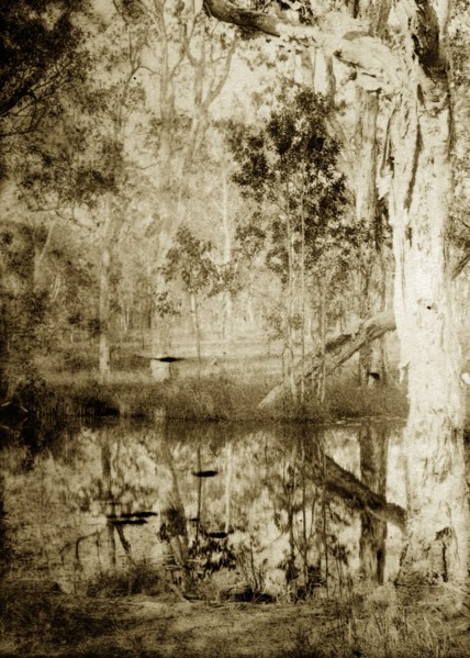 Reflections in a creek, Australia. Trees in the densely forested outback are reflected in the still